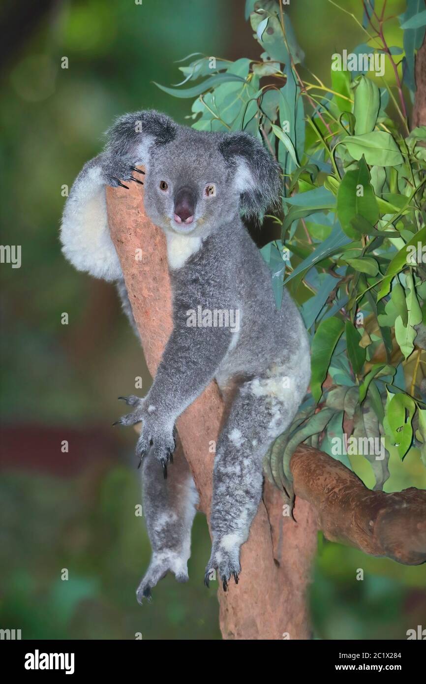 koala, orso koala (Phascolarctos cinereus), che riposa in un albero, Australia, Queensland Foto Stock