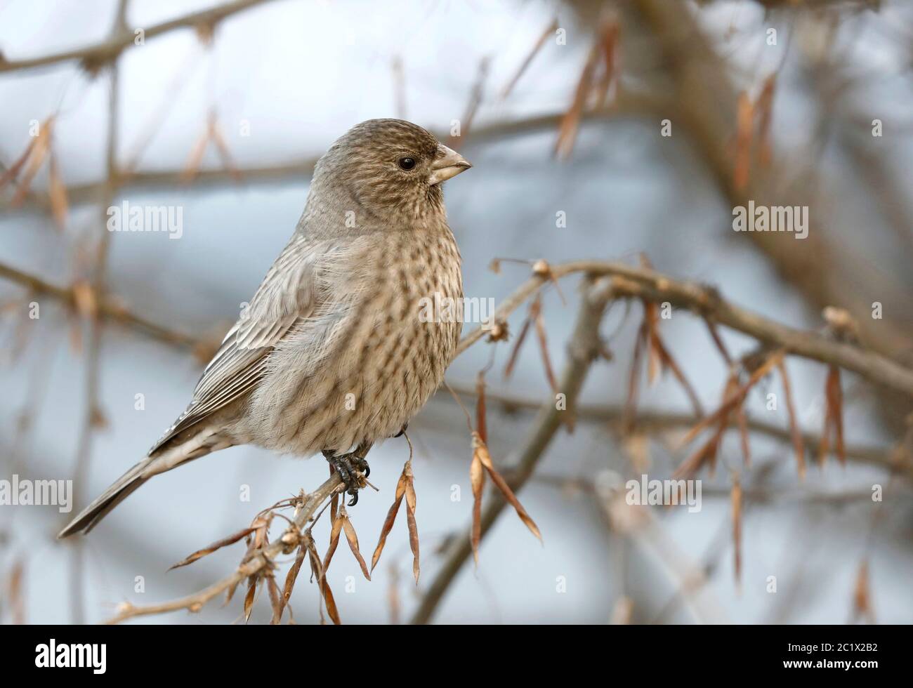 Grande rosefinch caucasico (Carpodacus rubicilla kobldenis, Carpodacus kobldenis), arroccato in un albero, Russia, Lago Baikal, Irkutsk Foto Stock