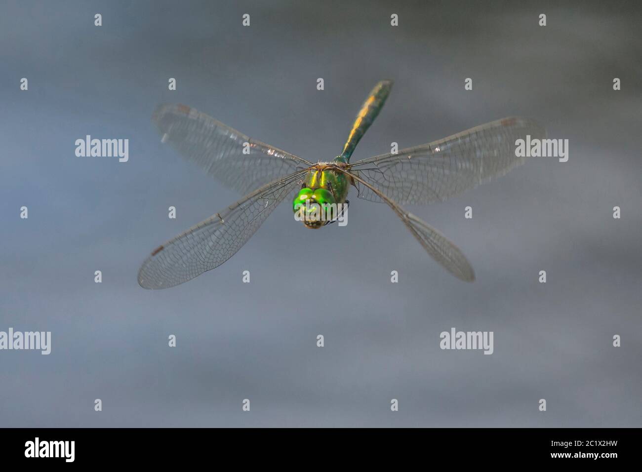 Smeraldo discendente (Cordulia aenea), si erge in volo, guardando alla fotocamera, Germania, Baviera, Niederbayern, bassa Baviera Foto Stock