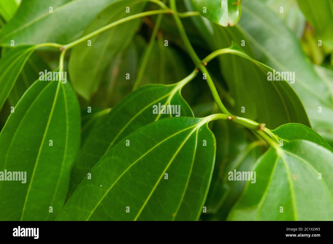 Primo piano di foglie verdi tropicali di cannella (Cinnamomum verum). Foto Stock