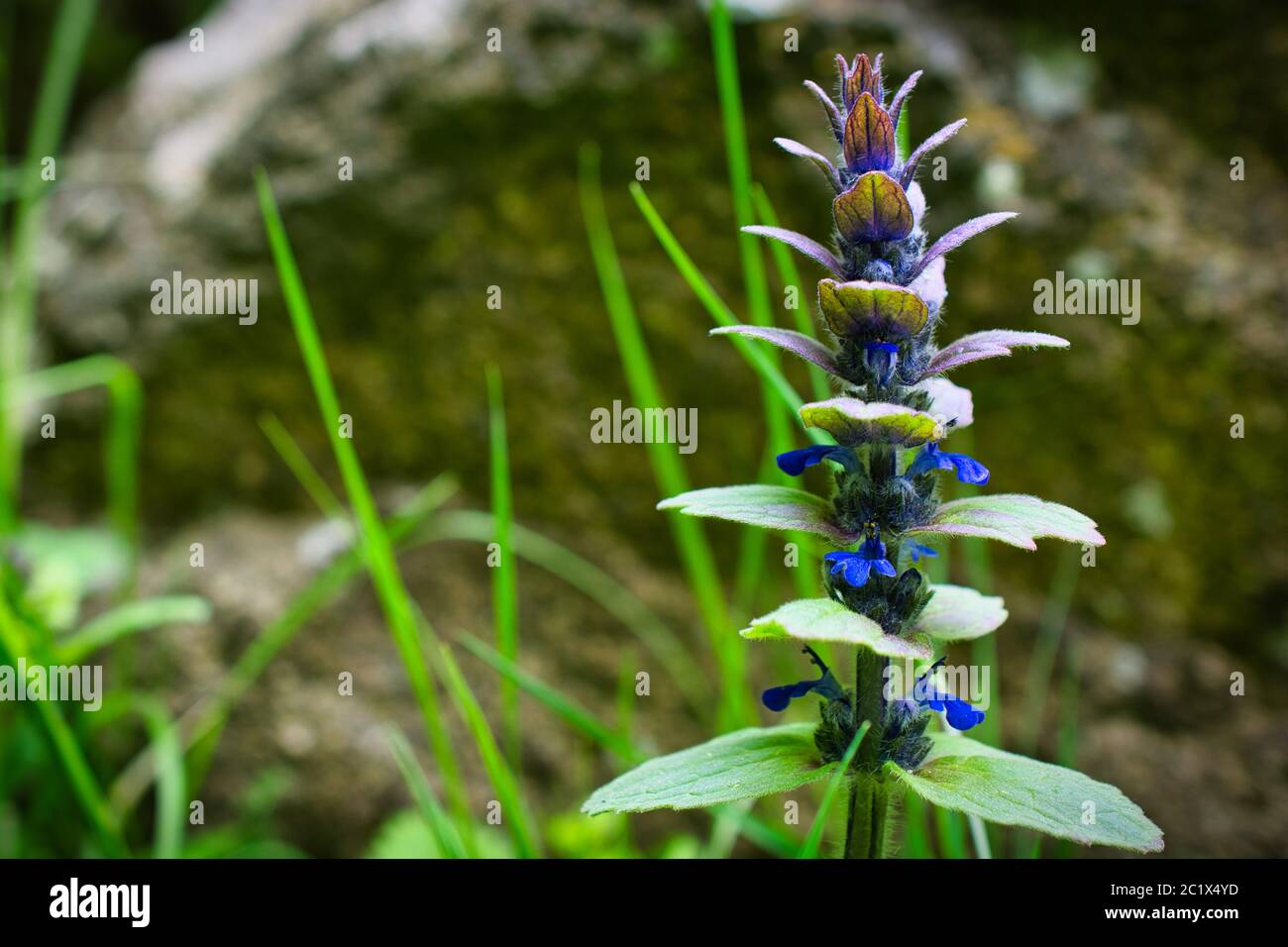 Immagine ravvicinata di un bellissimo fiore primaverile su sfondo verde Foto Stock