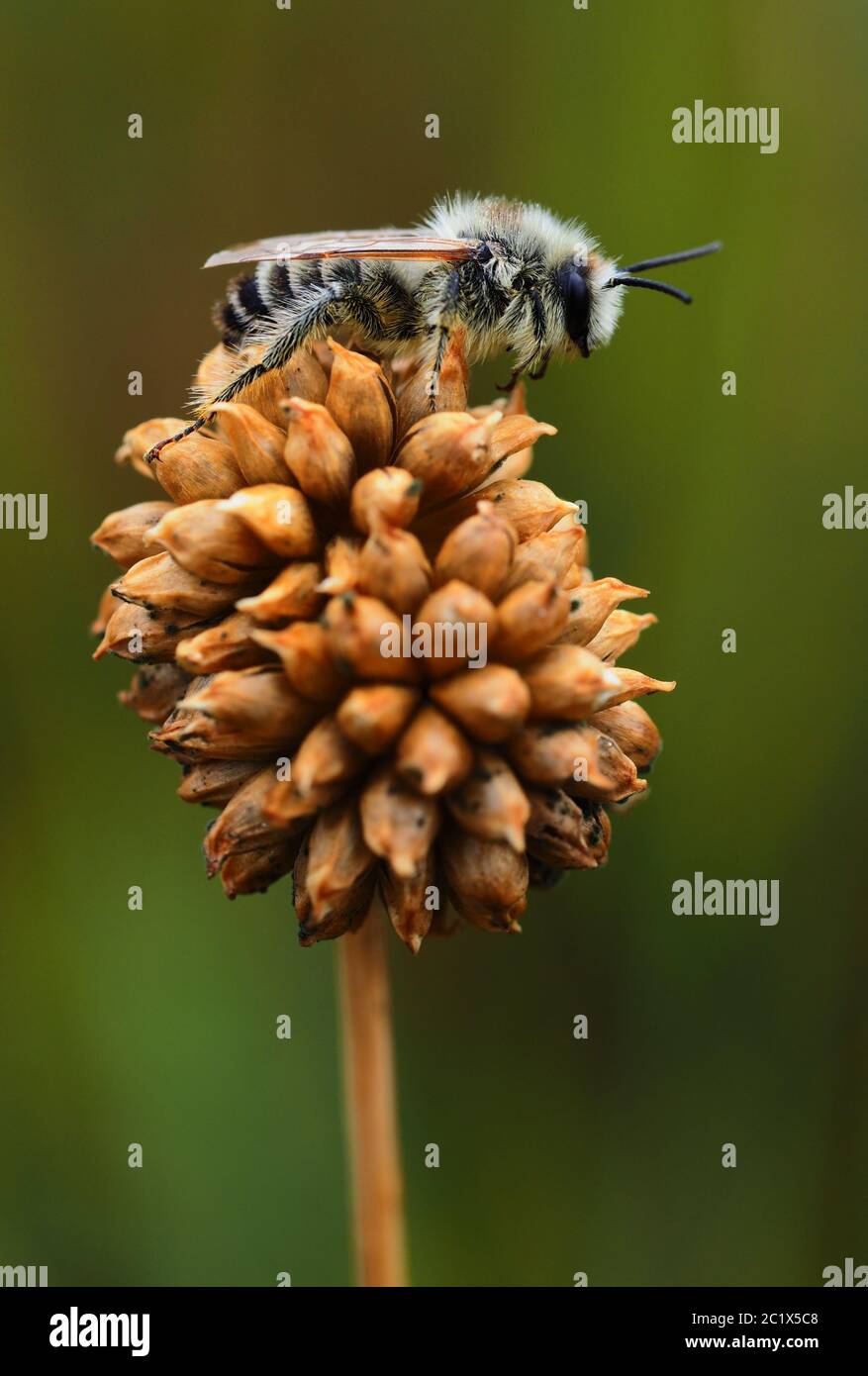 ape di sabbia grigia Foto Stock