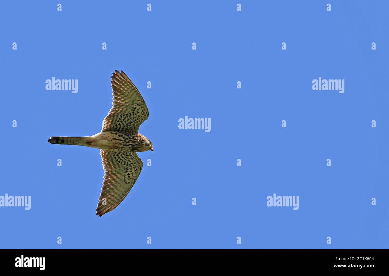 Kestrel Falco tinnunculus sorvola i prati sparsi a Federsee Foto Stock