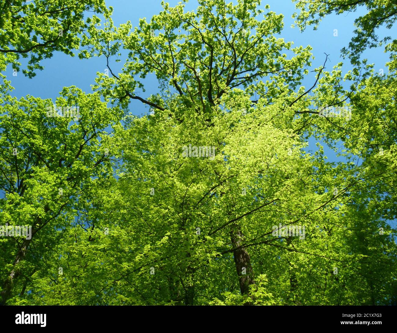 tetto di foglie appena cresciuto in verde luminoso contro un cielo blu Foto Stock