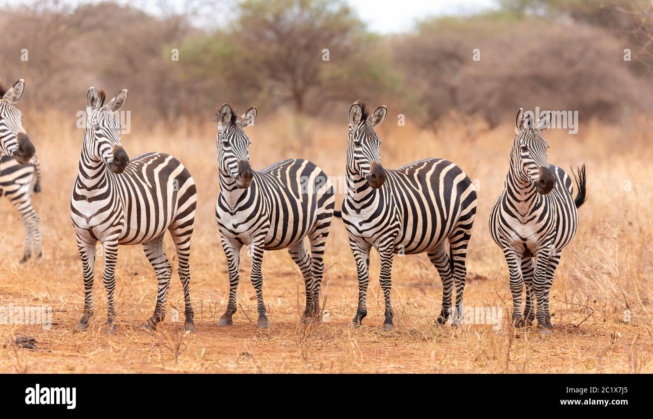 Una linea di zebre che guarda nella stessa direzione nel Parco Nazionale del Tarangire Tanzania Foto Stock