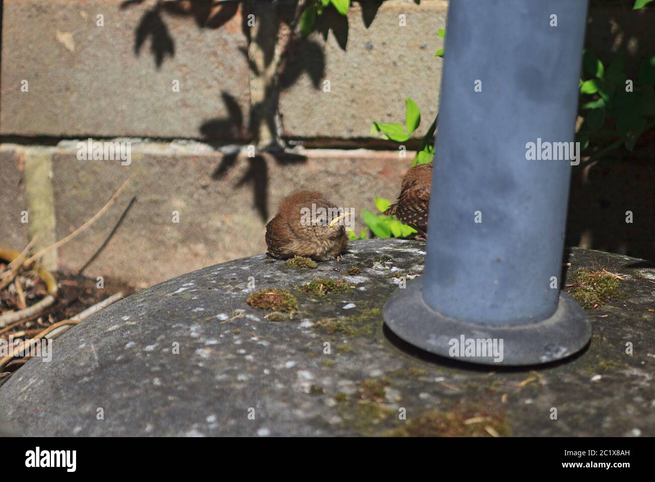 Primo giorno Wren fughe in giardino Foto Stock