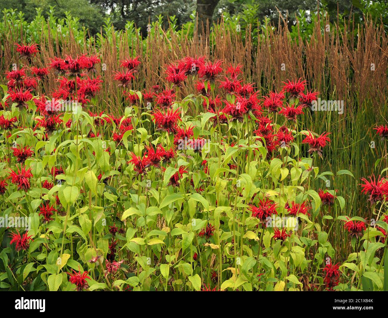 Monarda Rossa (balsamo delle api) fioritura in un giardino d'estate confine Foto Stock