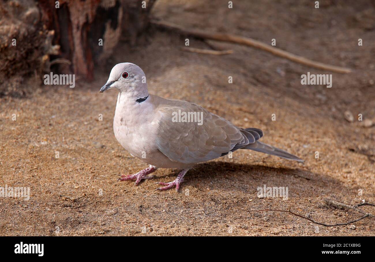 Teleshot Turk dove Streptopelia decaocto Foto Stock