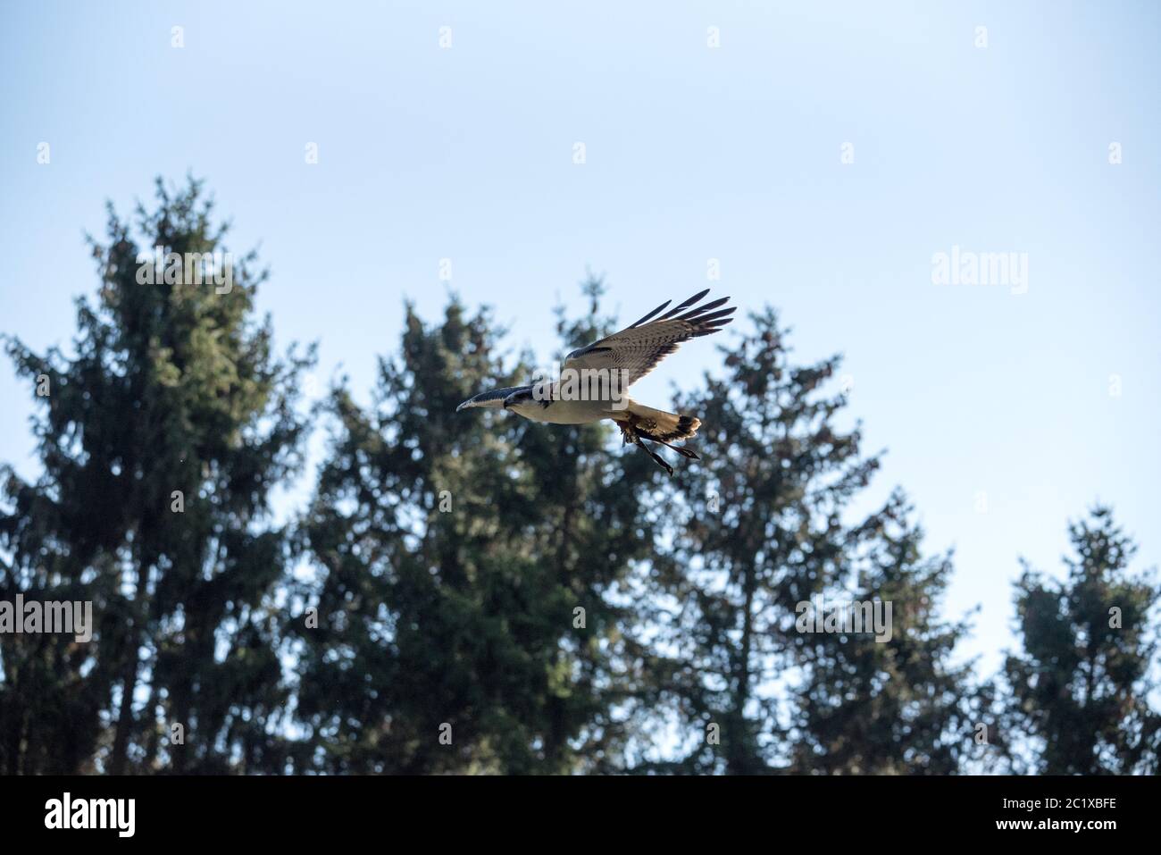 Uccello della preda Foto Stock