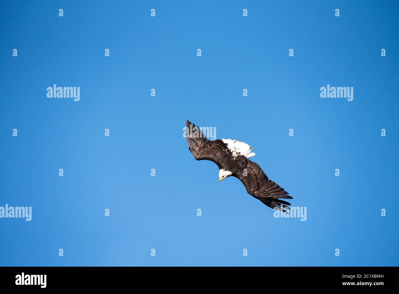 Uccello della preda Foto Stock