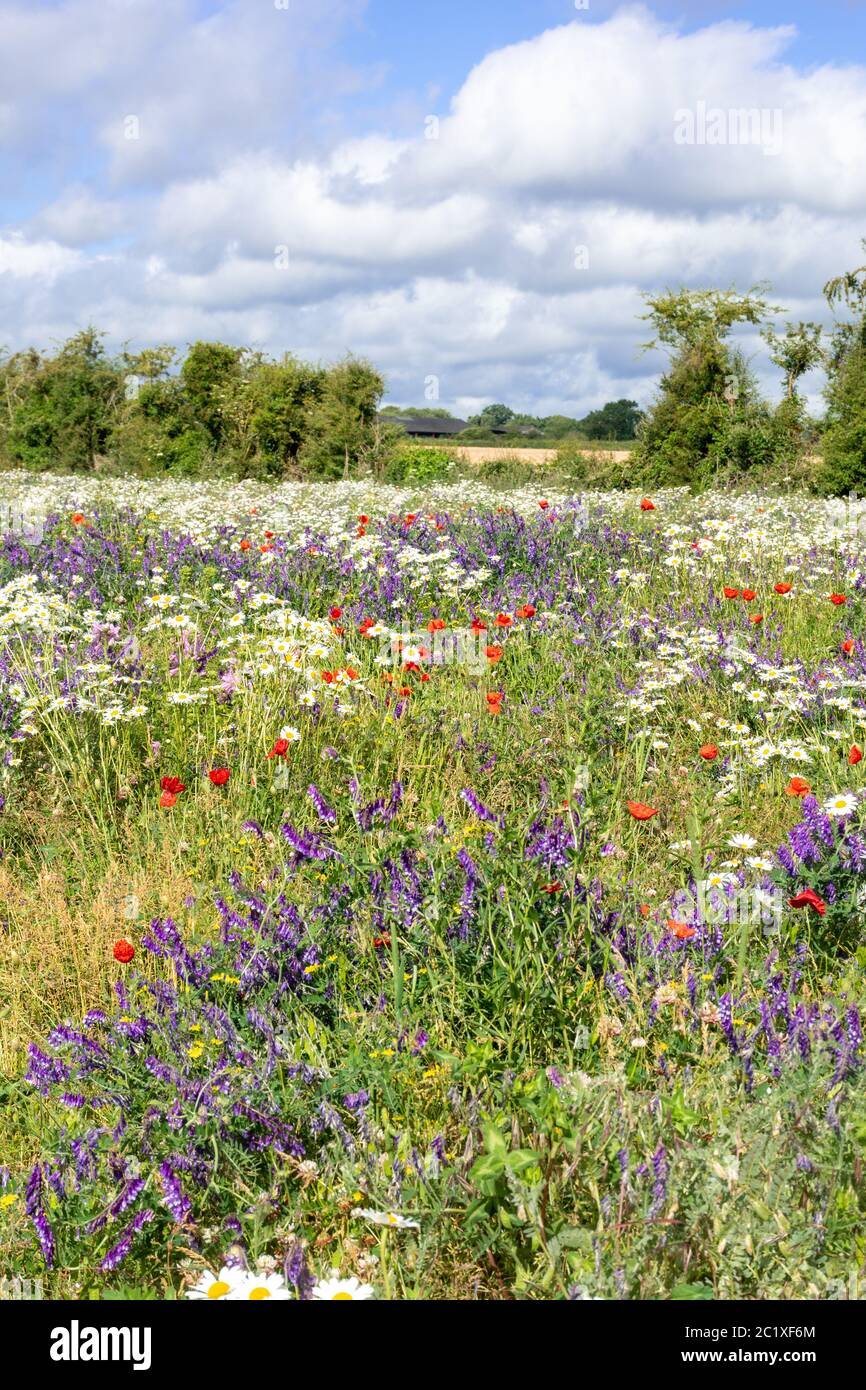 Prato Wildflower nell'Hampshire, Regno Unito, con fiori selvatici colorati tra cui papaveri rossi, vetching tufted e margherite di oxeye. Paesaggio estivo di campagna. Foto Stock