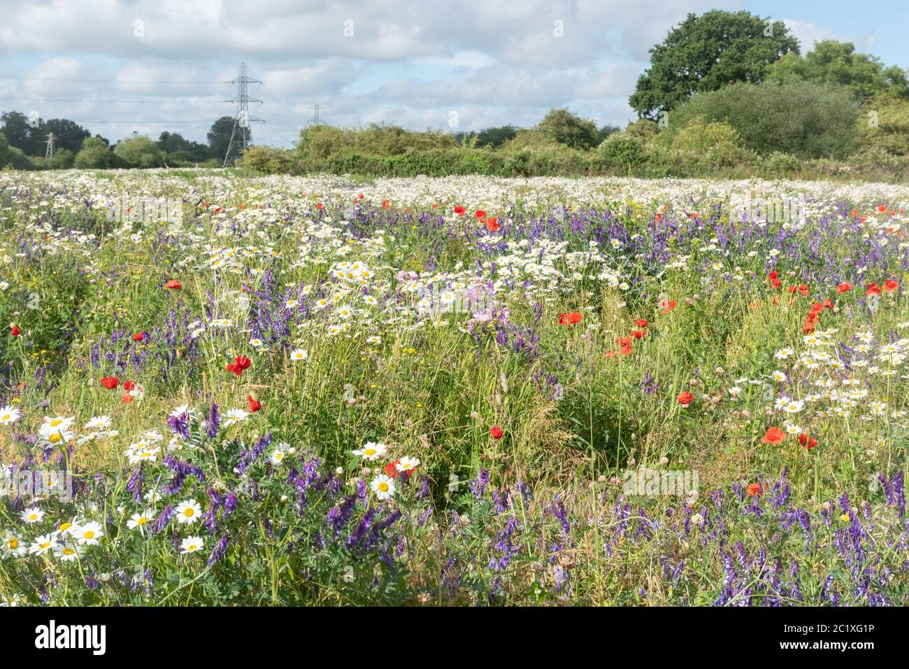 Prato Wildflower nell'Hampshire, Regno Unito, con fiori selvatici colorati tra cui papaveri rossi, vetching tufted e margherite di oxeye. Paesaggio estivo di campagna. Foto Stock