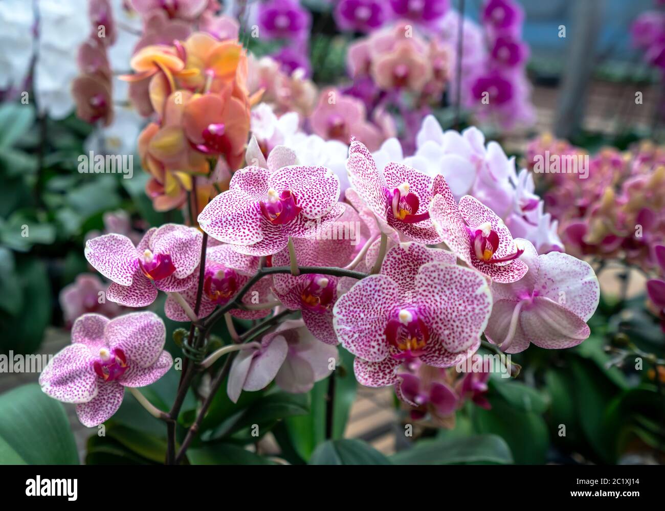 Le orchidee di falaenopsis fioriscono in una varietà di colori nel giardino, in attesa di essere portate al mercato dei fiori per la vendita ai clienti Foto Stock