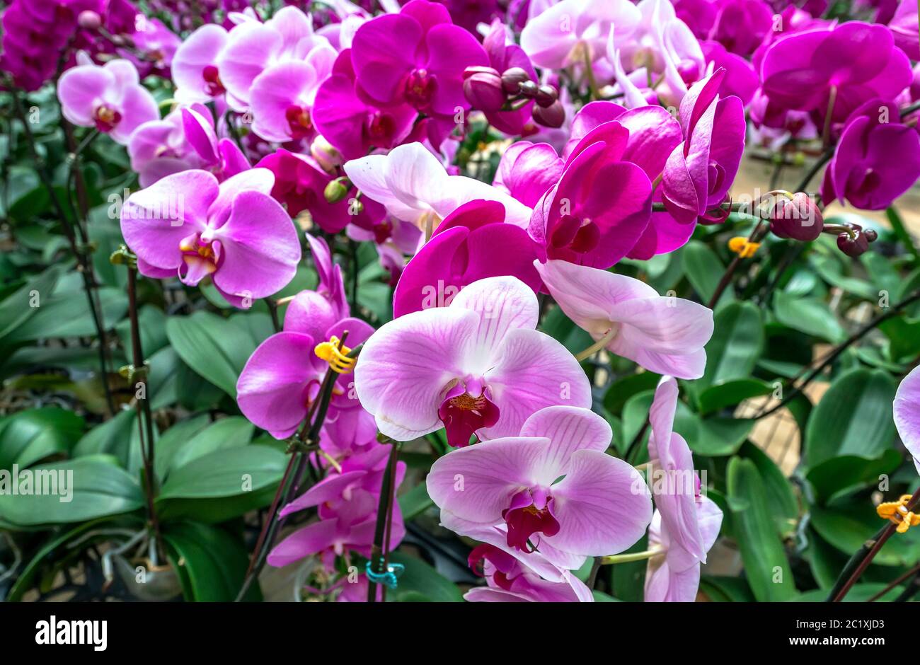 Le orchidee di falaenopsis fioriscono in una varietà di colori nel giardino, in attesa di essere portate al mercato dei fiori per la vendita ai clienti Foto Stock