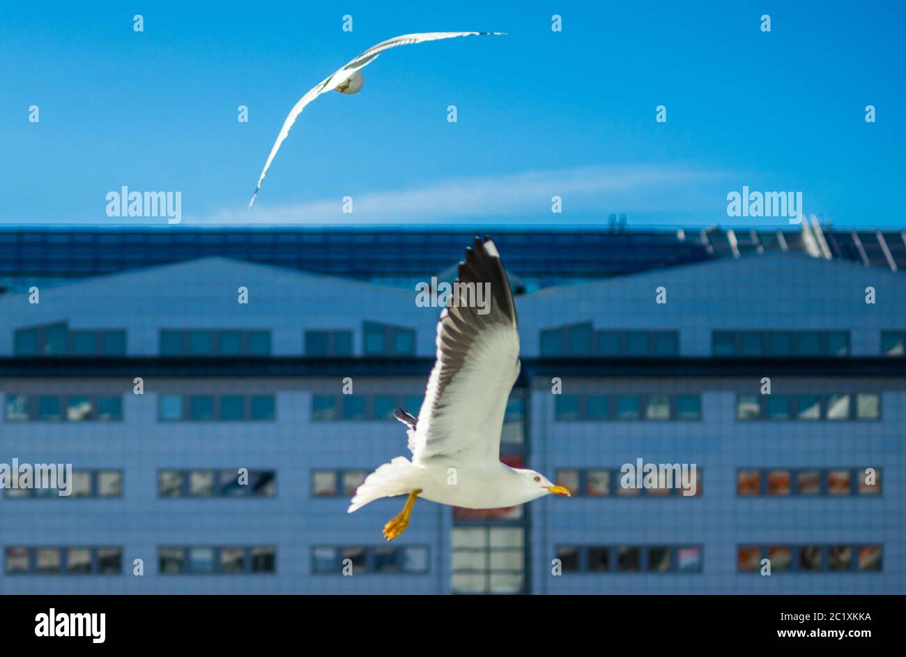 Gabbiano di mare bianco sullo sfondo di un grattacielo. Foto Stock