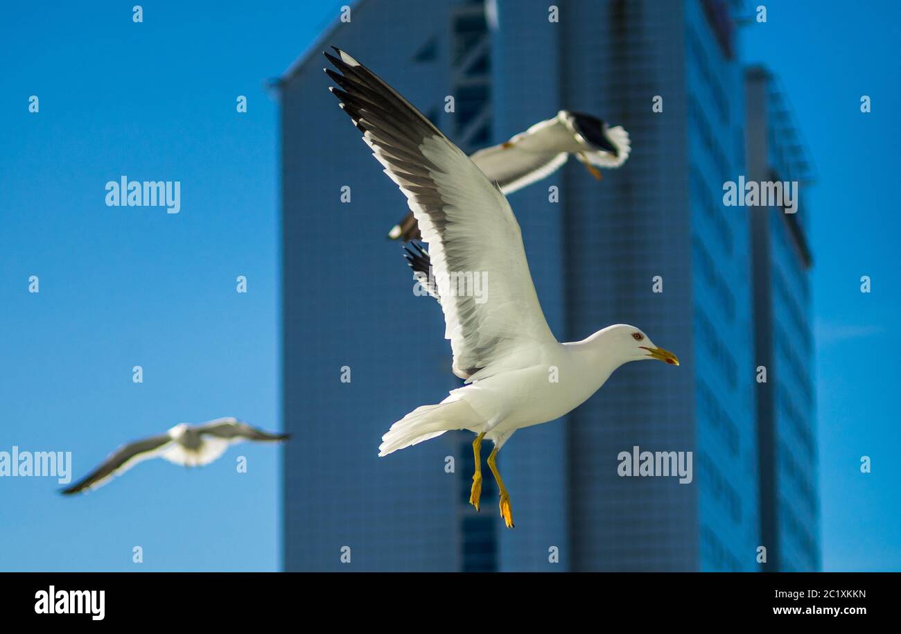 Gabbiano di mare bianco sullo sfondo di un grattacielo. Foto Stock