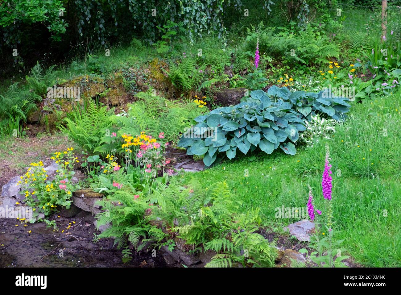 Vista di Hola, candelabra primrose, guanti di foxguants, felci, piante che crescono in una zona umida ombreggiata di giardino di campagna nel Galles del Carmarthenshire UK. KATHY DEWITT Foto Stock