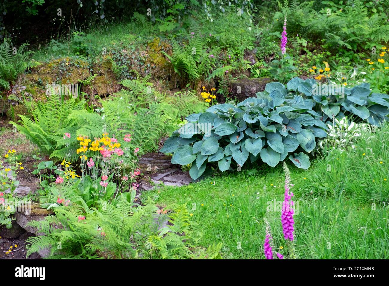 Vista di Hosta, candelabra primrosa, guanti di foxguants, felci, piante che crescono in una zona umida ombreggiata di un giardino di campagna Carmarthensshire Galles UK. KATHY DEWITT Foto Stock