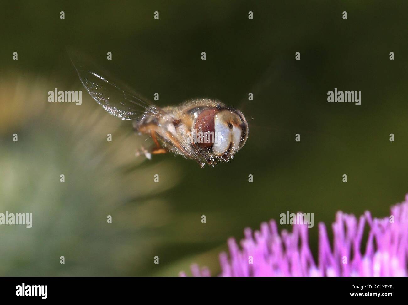 Pied volata, volando sopra il fiore di un thistle Foto Stock