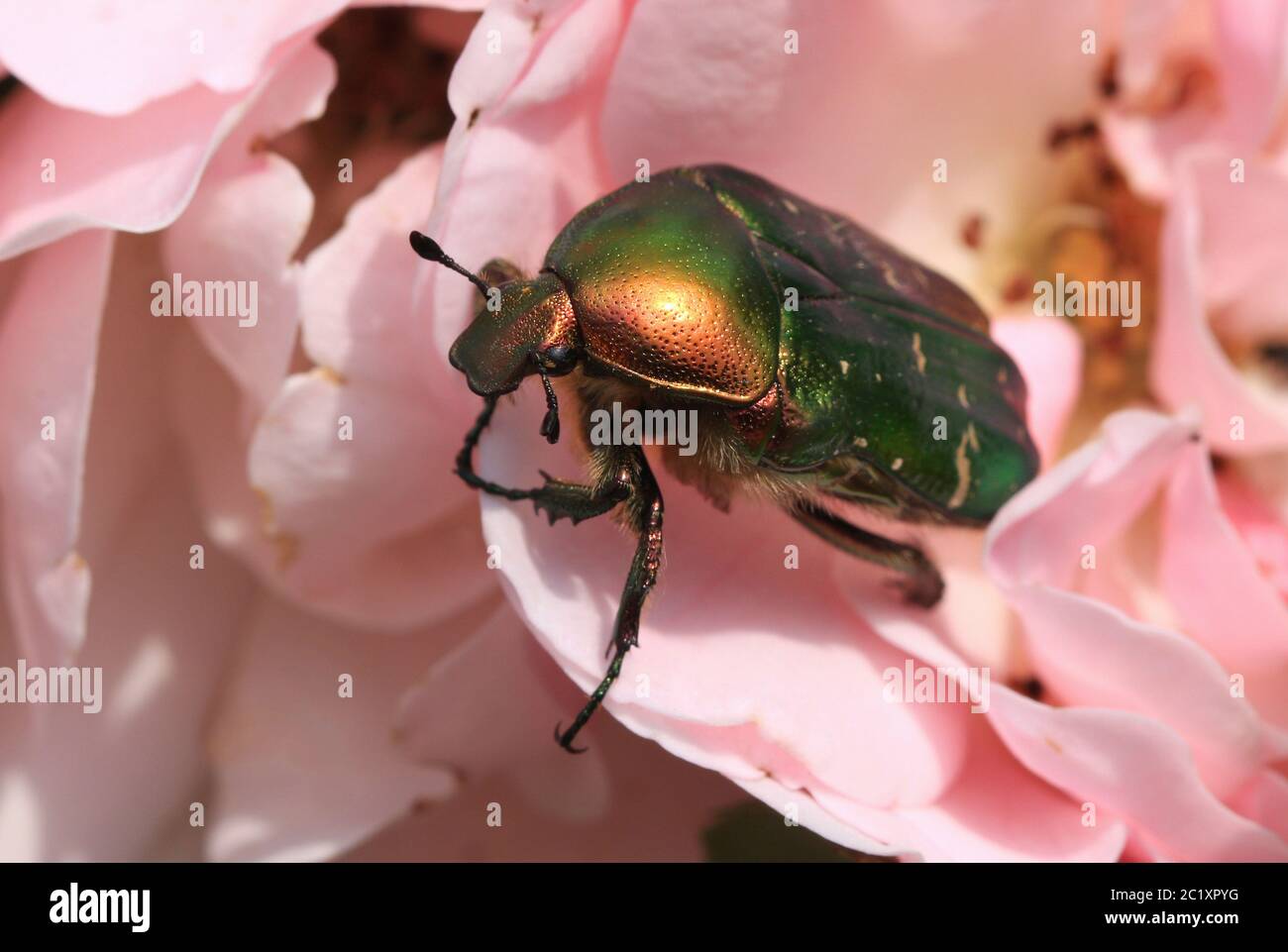 Rosone, seduto su un fiore di rose Foto Stock