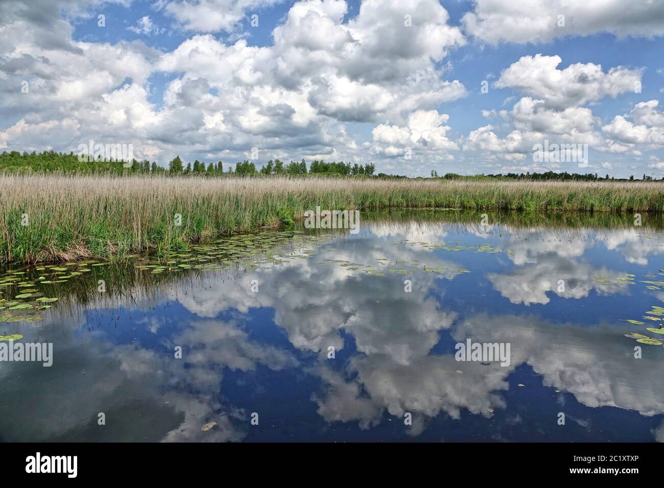 Al canale Federsee vicino a Bad Buchau Foto Stock