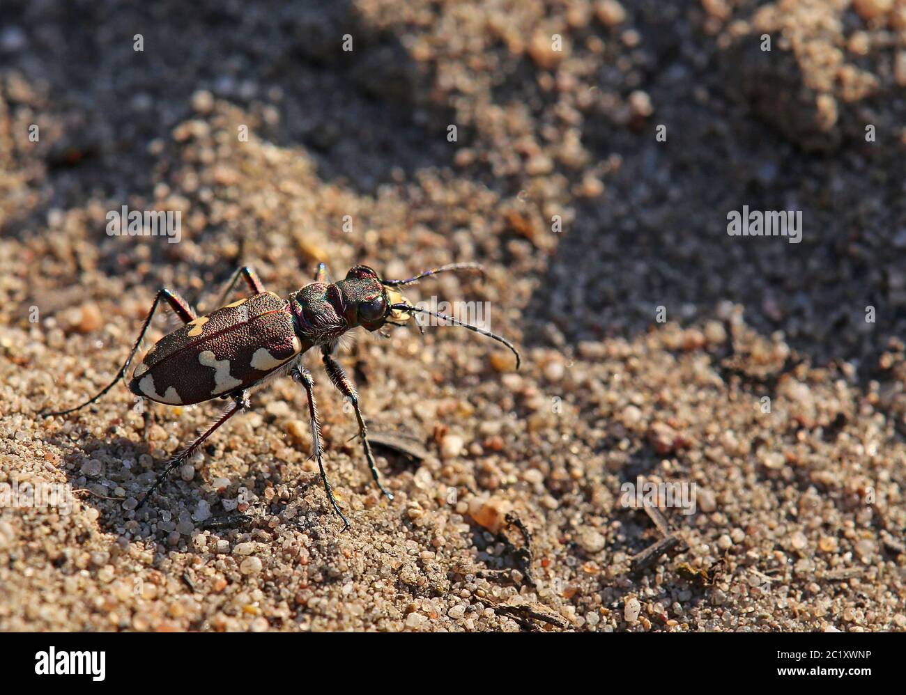 Dune sabbia beetle Cicindela Hybrida dalla duna interna di Sandhausen Pflege SchÃ¶nau Foto Stock