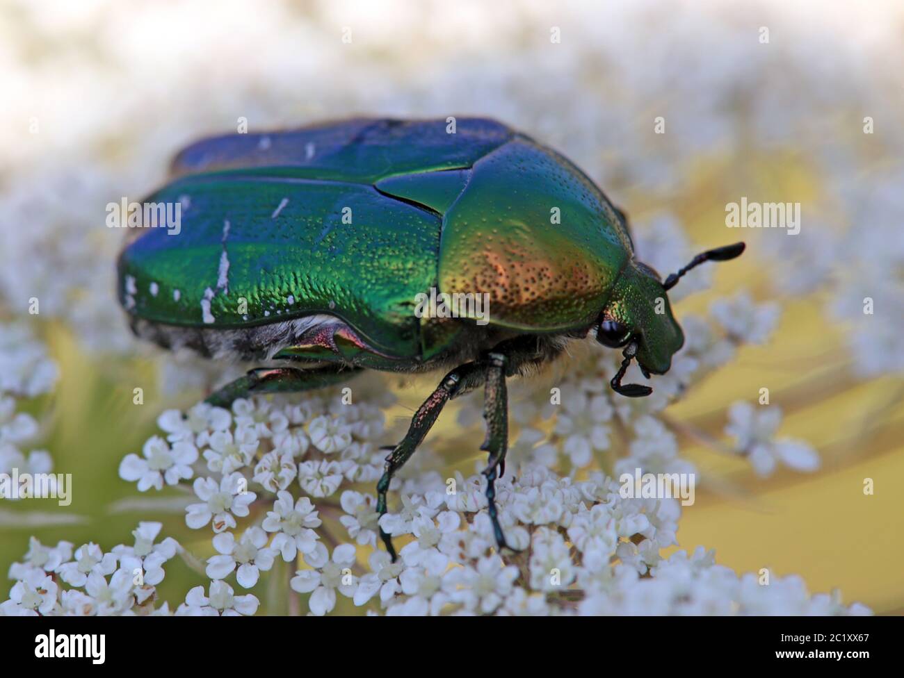 Macro foto rosa beetle Cetonia aurata Foto Stock