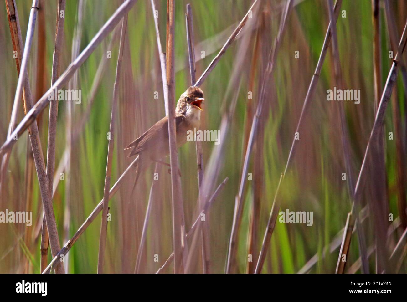 Stagno Warbler Acrocephalus scirpaceus da Federsee n. 2 Foto Stock