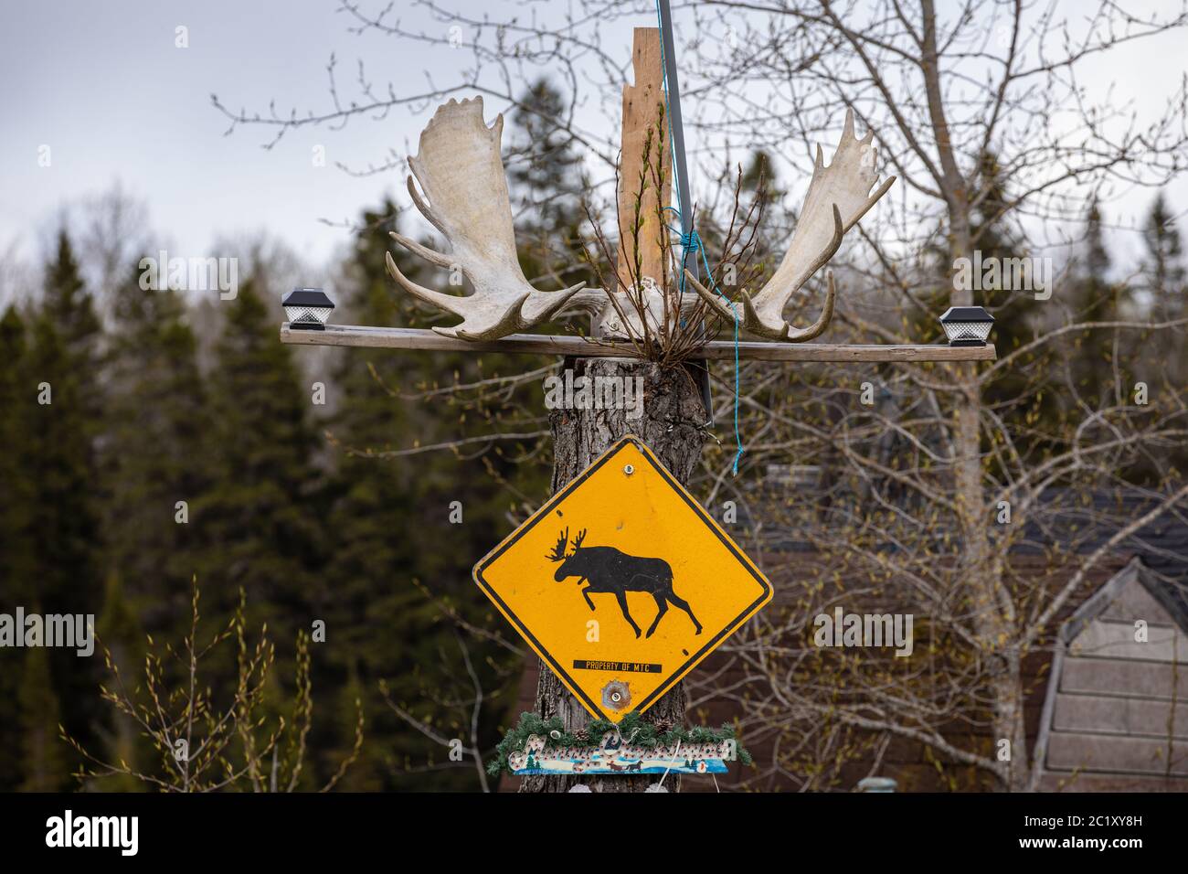 Un cartello stradale di una Moose Foto Stock