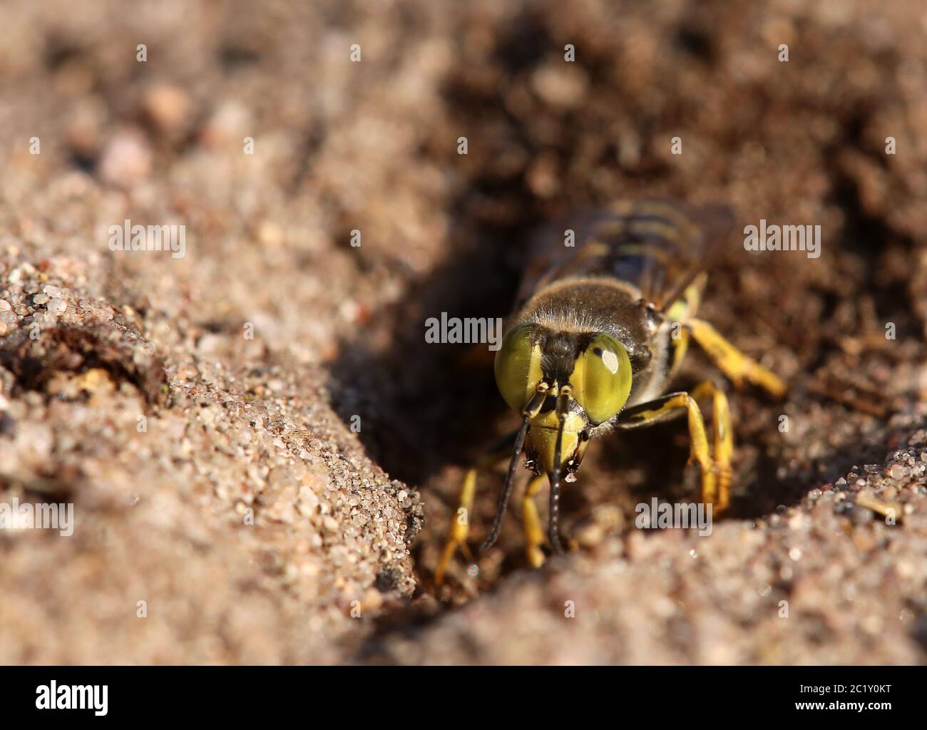 Grande wasp rotante Bembix rostrata scavo testa-on Foto Stock