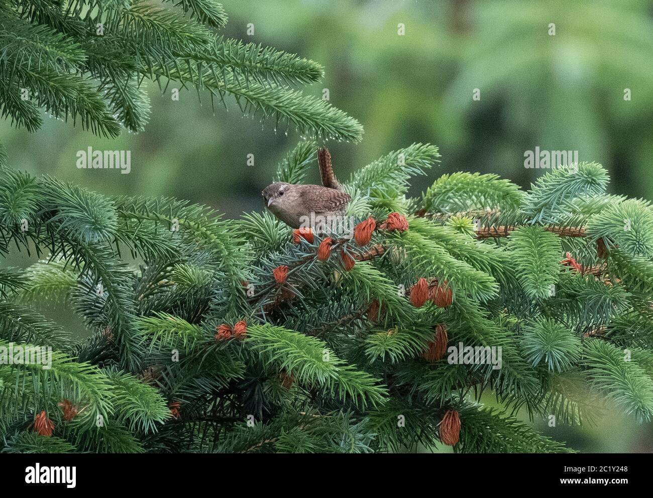 Wren (Troglodytes troglodytes) arroccato in un albero di Sitka Spruce, Lothian occidentale, Scozia. Foto Stock