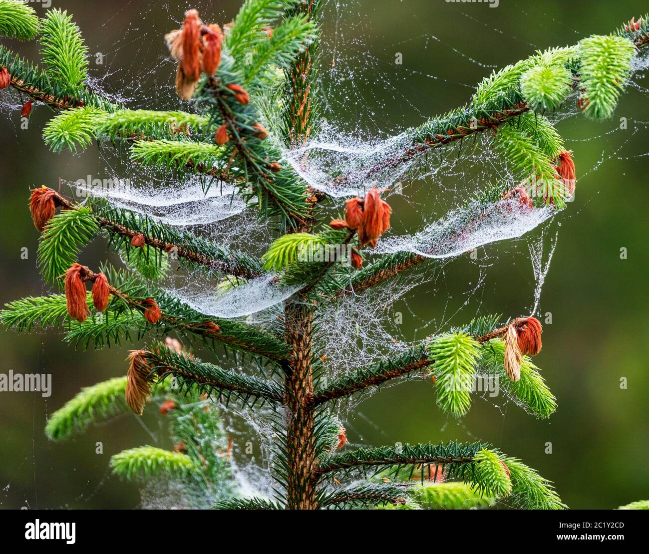 Sitka Abete (Picea sitchensis) coperto di ragnatela e rugiada mattutina, Lothian occidentale, Scozia. Foto Stock
