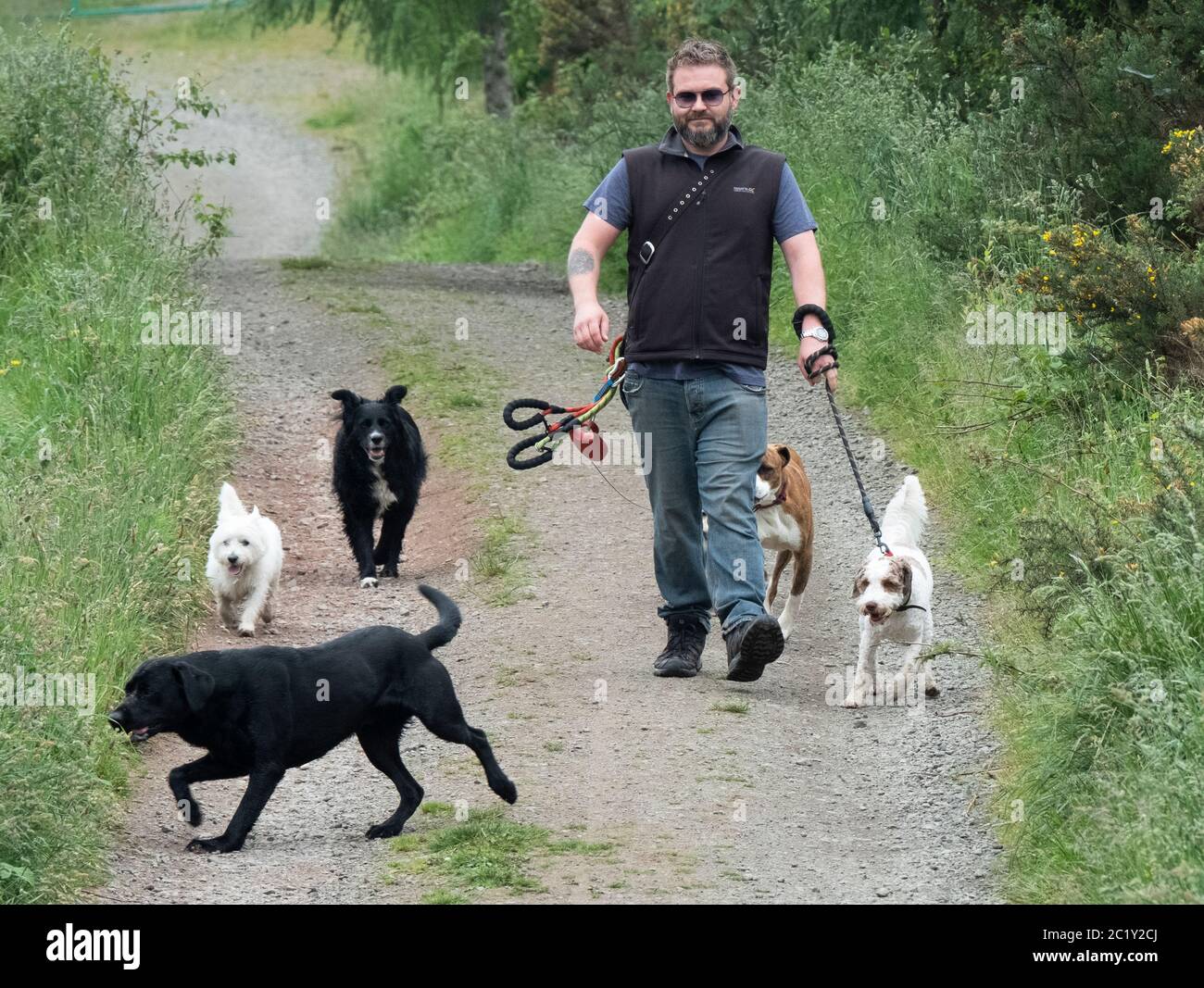 Waker professionale cane che esercita cani multipli lungo una corsia di paese, Lothian occidentale, Scozia Foto Stock