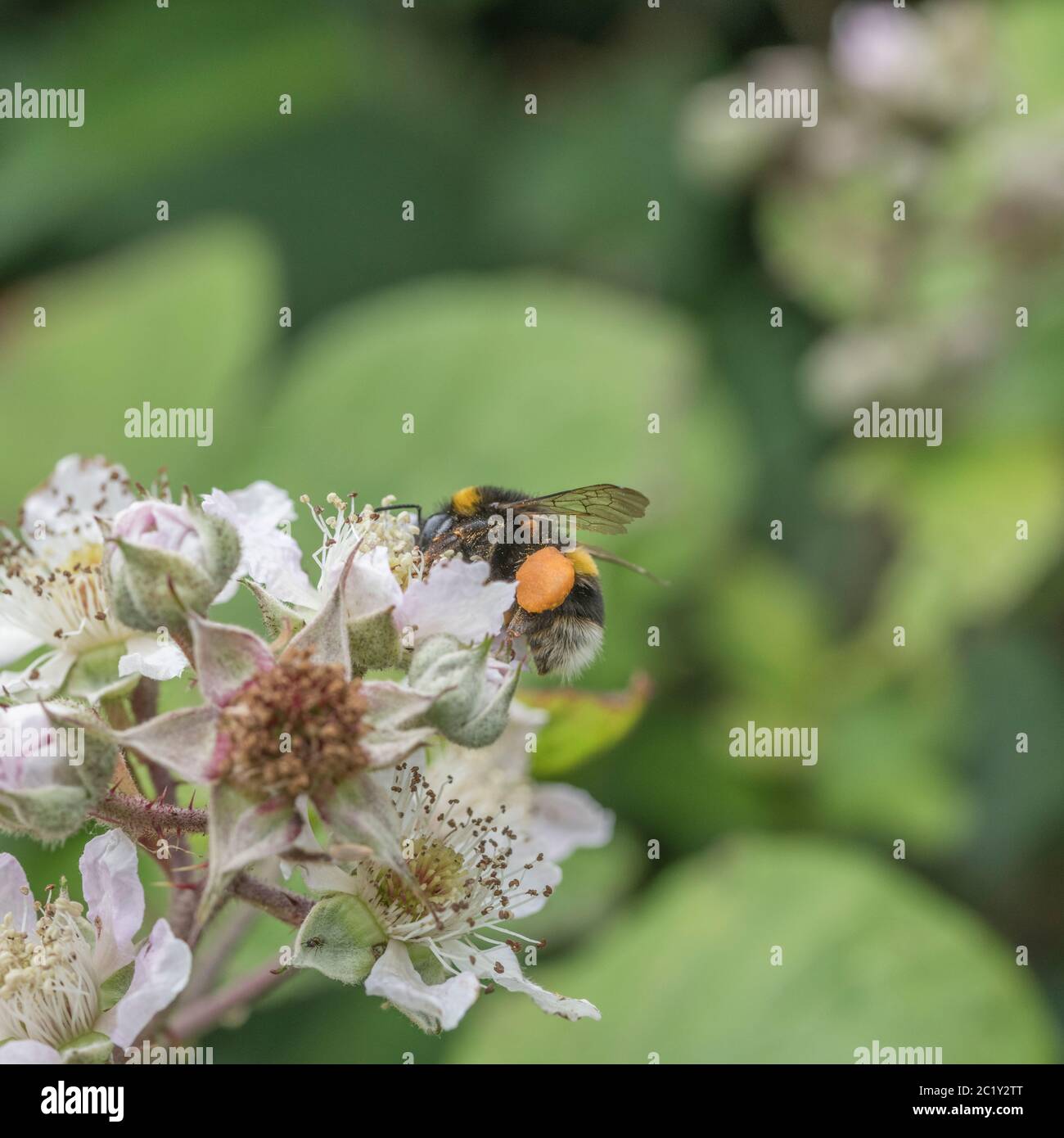 Colpo vicino di Bumble Bee non identificato, Bumblebee / Bombus specie foraging per polline su fiore di Bramble in estate sole. Sacco di polline altamente visibile. Foto Stock
