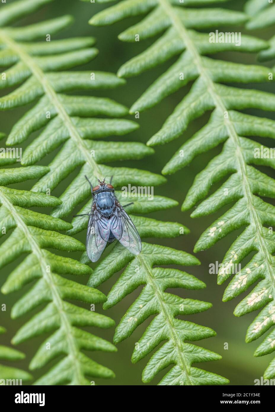 Close-shot di ciò che è probabilmente comune bottiglia blu / Calliphora vicina su foglia di felce fronte, ma potrebbe essere pavida pales. Vola in primo piano, volate in primo piano. Foto Stock