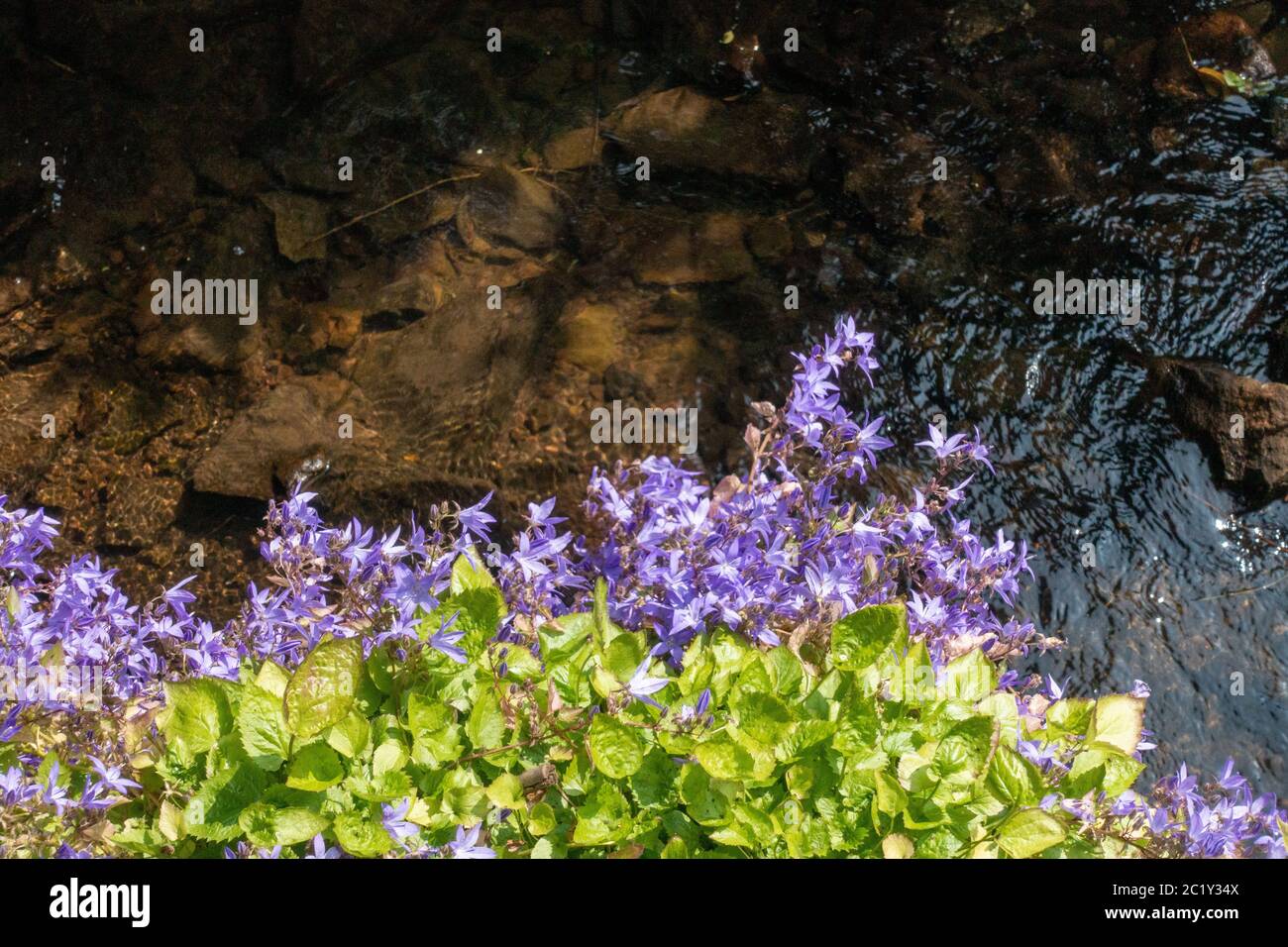 Fioritocchi serbi sospesi su un ruscello del villaggio Foto Stock