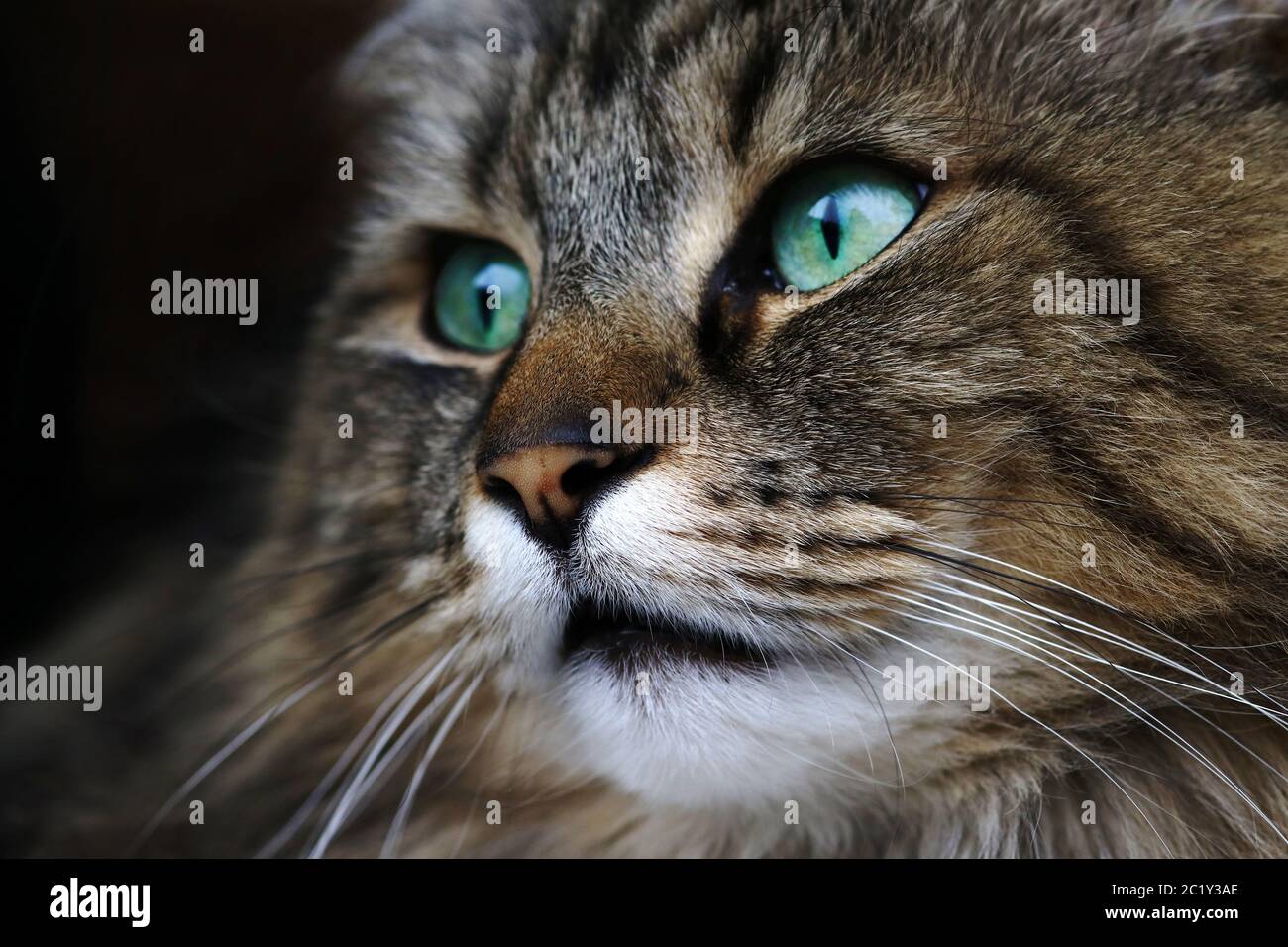 Primo piano di uno splendido gatto marrone della foresta norvegese Foto Stock