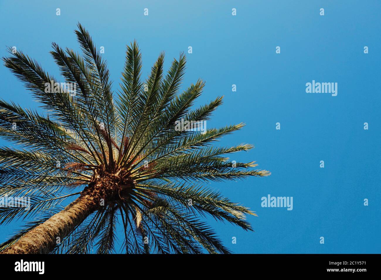 palm tree lascia la texture Foto Stock