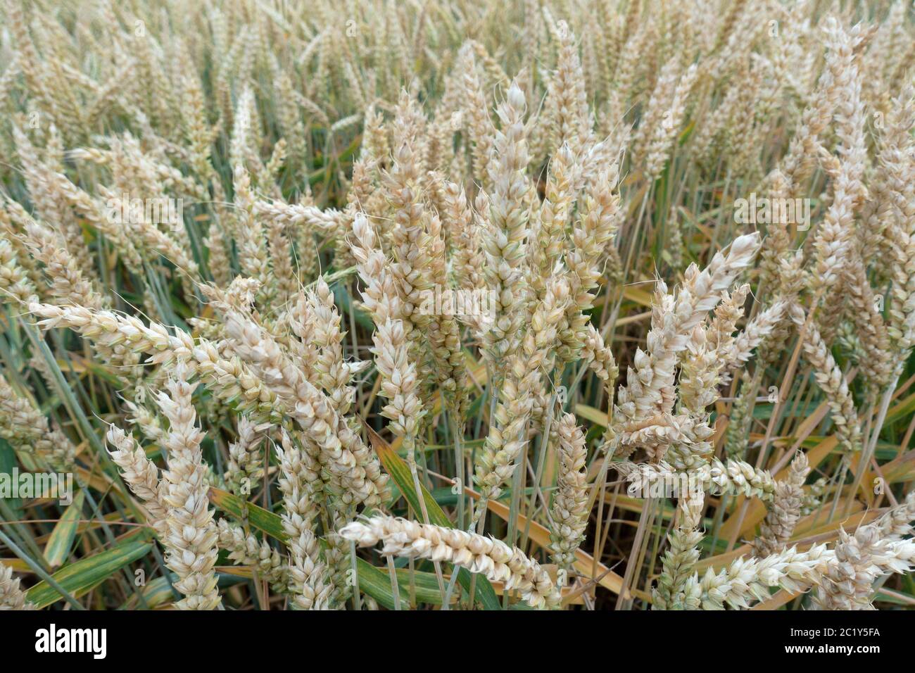 Orecchie di grano lucide, quasi mature con gambo in un campo in closeup Foto Stock