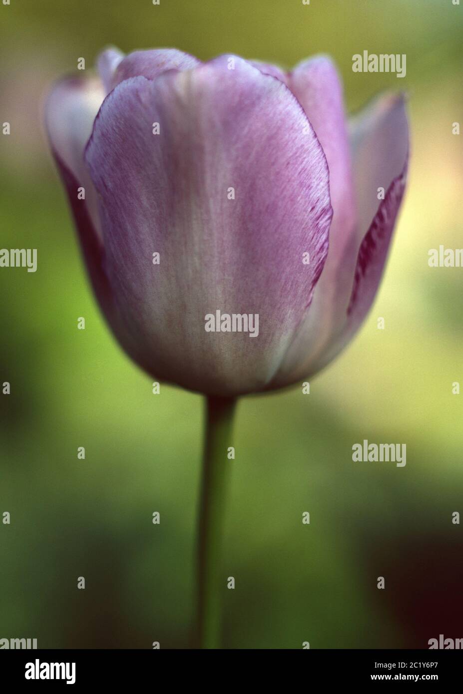 Tulipano fiore, Regno Unito Foto Stock
