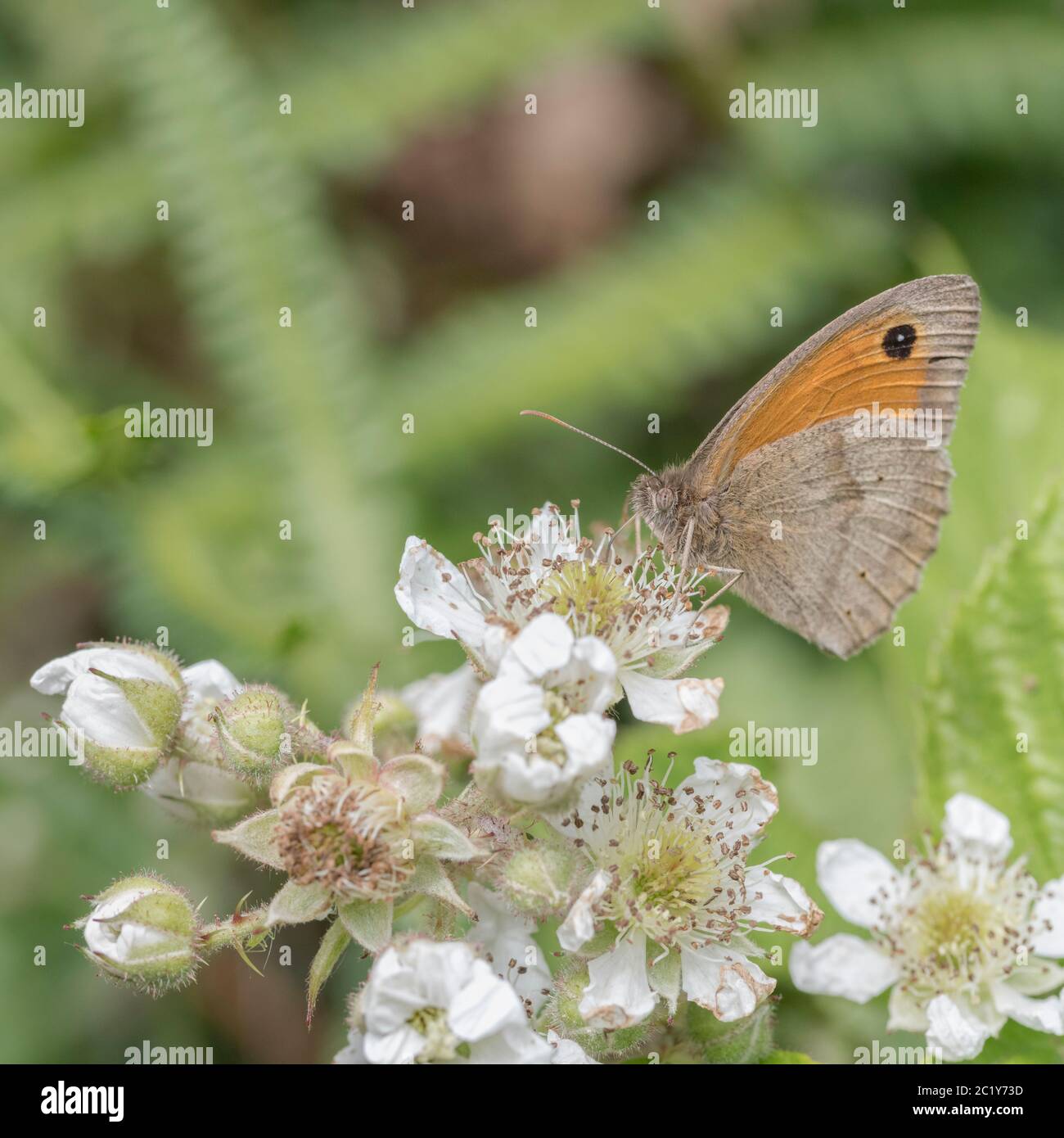Close shot di femmina Meadow Brown / Maniola jurtina farfalla su fiore di bramble. Insetti UK. Foto Stock