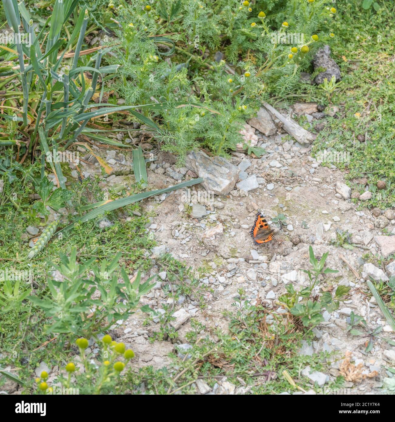 Piccolo Tortoiseshell / Aglais orticae che si abbronzano a terra ai bordi di un raccolto di grano. Insetti UK. Foto Stock
