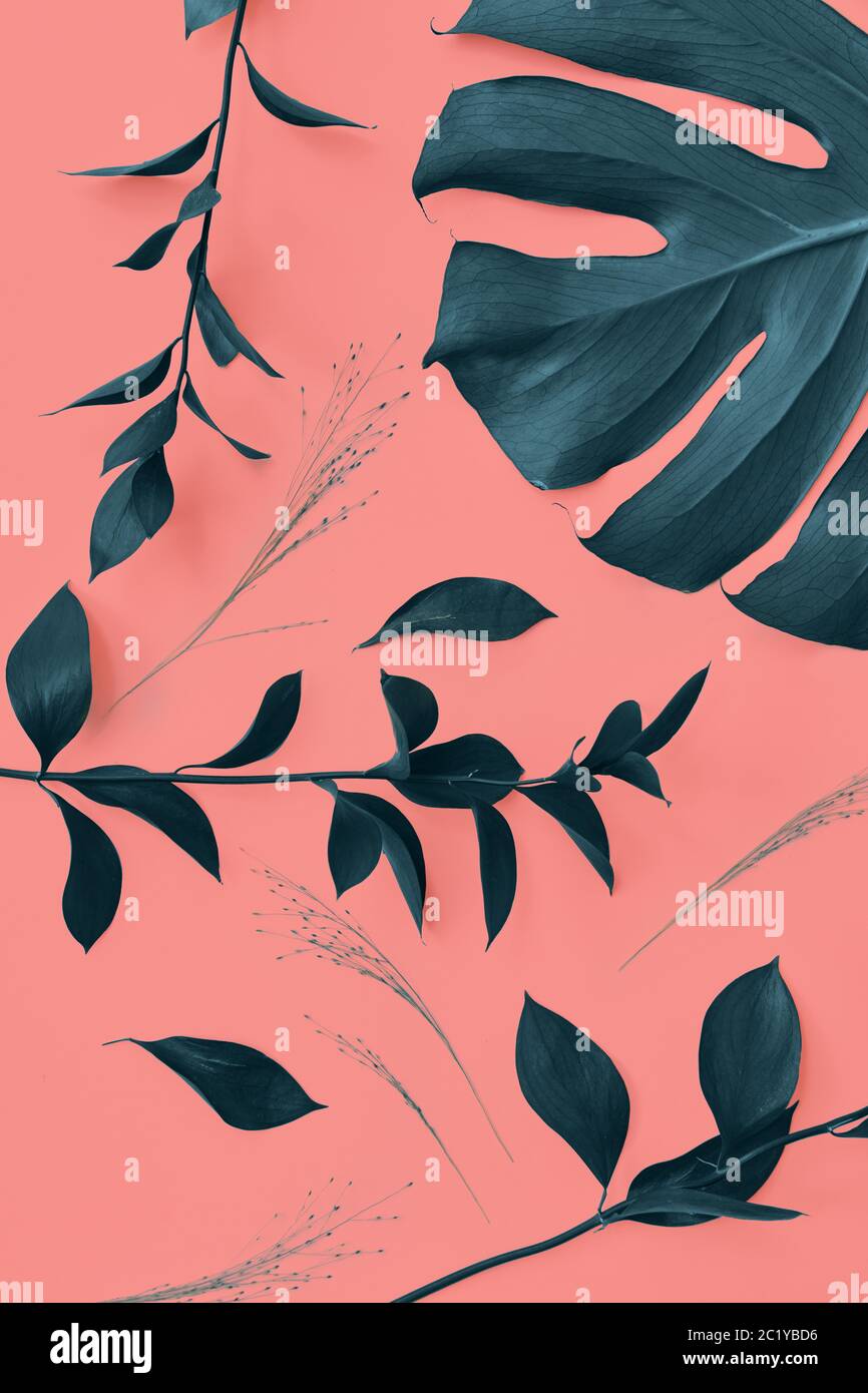 Motivo decorativo con foglie sempreverdi di monstera pianta su un coralli viventi colore di sfondo. Vista dall'alto. Foto Stock