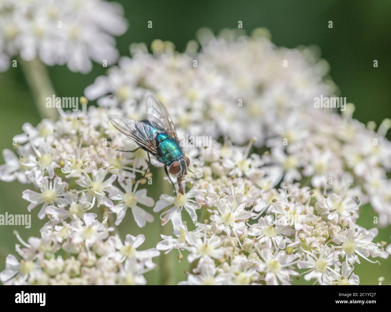 Macro shot femmina Grenbottle comune / Lucilia caesar su fiori di Hogweed / Heracleum Sphondylium in estate sole. Insetti UK. Foto Stock