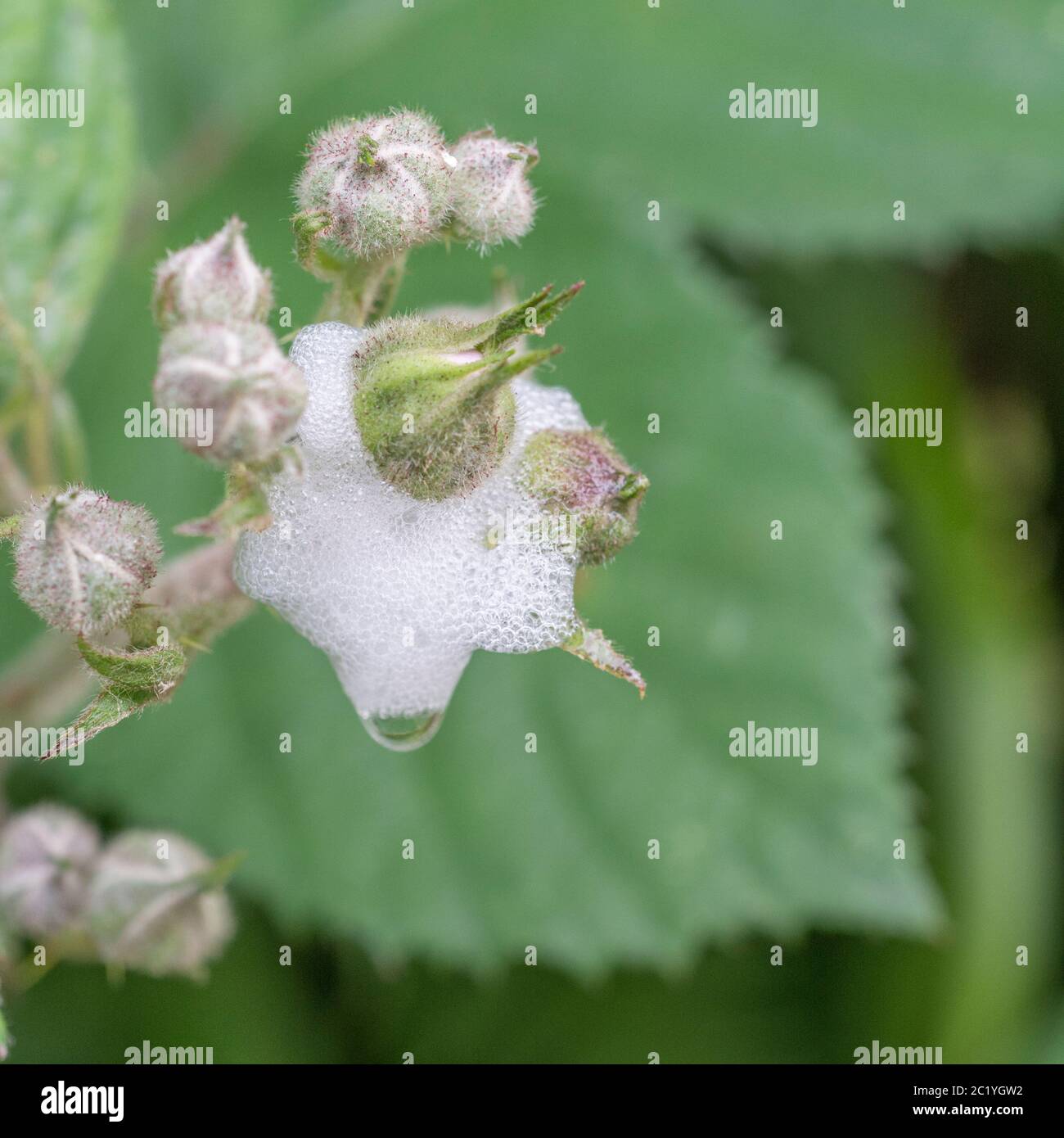 Spittlebug Cuckoo spit di Froghopper comune o Meadow Spittlebug / Philaeus Spumaris ninfa su boccioli di fiori non aperti di canna di Bramble. Foto Stock