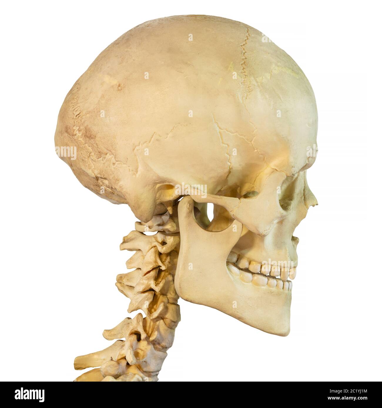 Vista laterale di un antico cranio umano isolato su sfondo bianco Foto Stock