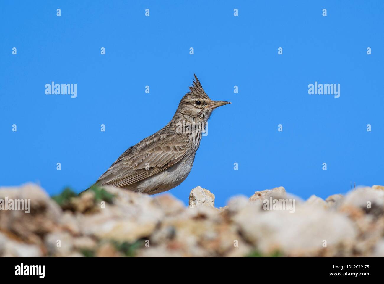Lark crestato - Galerida cristata, uccello perching da prati e praterie europee, isola di Pag, Croazia. Foto Stock