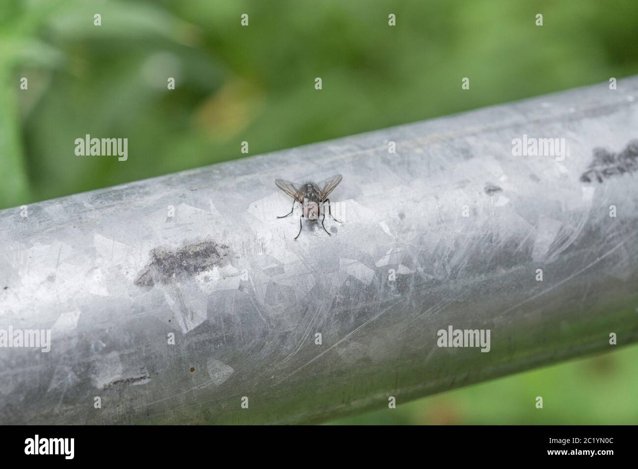 Unidentified Muscid / Casa volare poggiando su metallo galvanizzato ringhiera in estate sole. Malattia, concetto di portatori di malattia. Vola in primo piano, primo piano Foto Stock