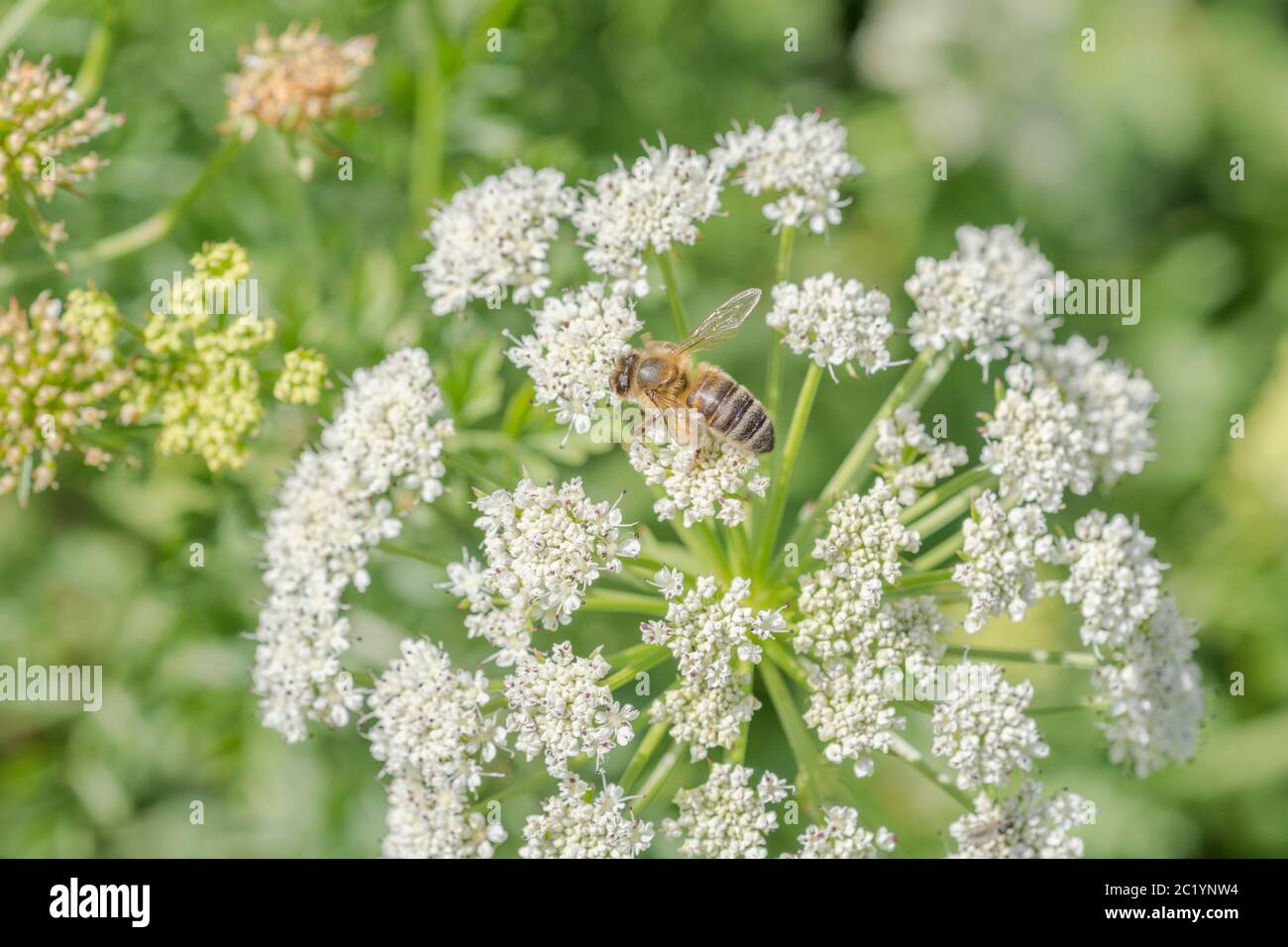 Lavoratore Honeybee / Apis mellifera foraggio e la raccolta di polline tra i fiori di acqua Dropwort / Oenantthe croccata in estate sole. Insetti UK. Foto Stock