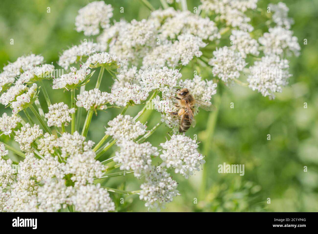 Lavoratore Honeybee / Apis mellifera foraggio e la raccolta di polline tra i fiori di acqua Dropwort / Oenantthe croccata in estate sole. Insetti UK. Foto Stock